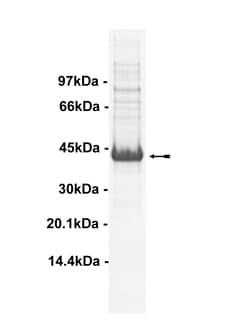 Eurofins DiscoverX TrkB Recombinant Human Protein, Active 10 &mu;g | Buy Online | Eurofins DiscoverX | Fisher Scientific